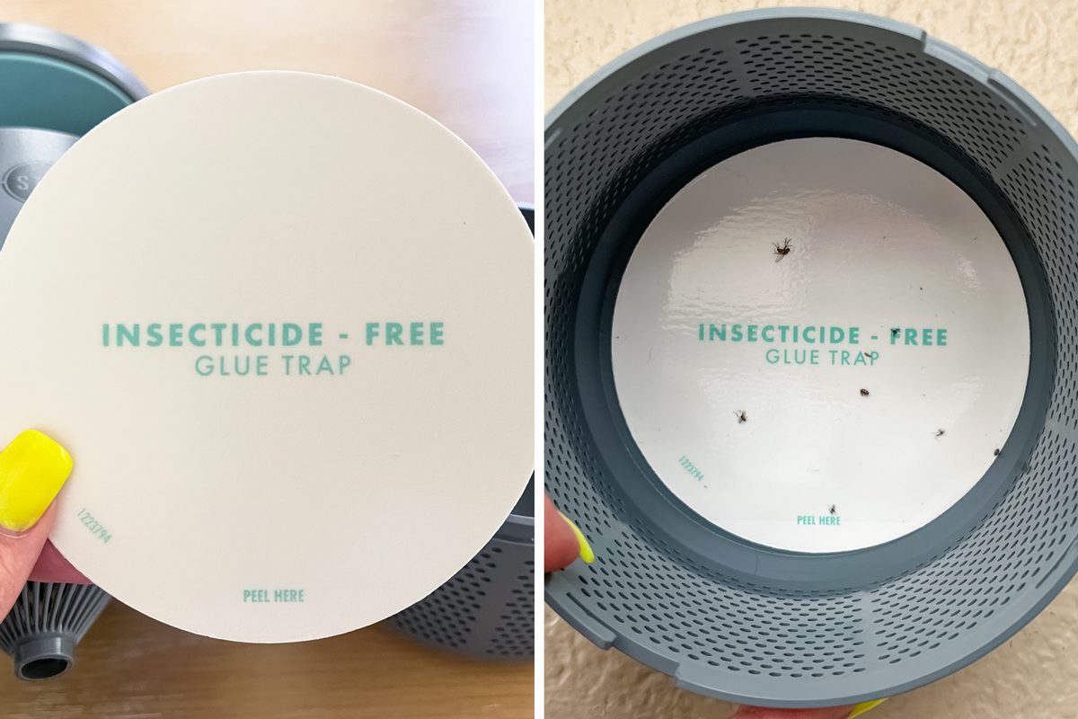 Stem Flying Insect Fan Trap before and after image