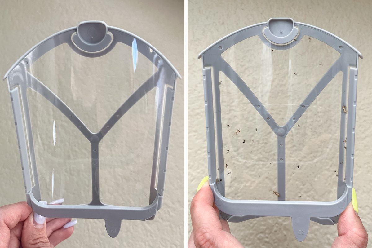 Zevo Max Fly Trap before and after image