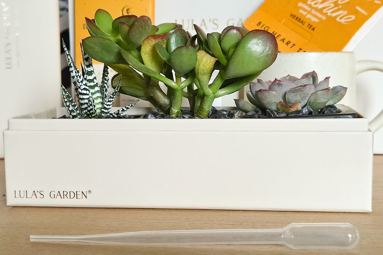 This Succulent Delivery Service 