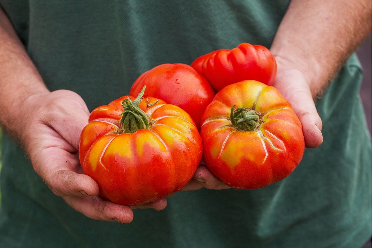 Is It Safe to Eat a Split Tomato?